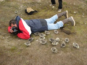 Randi with goslings all around him